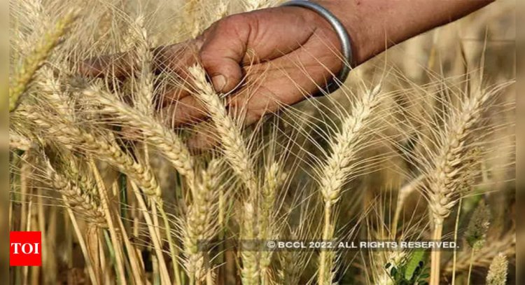 Govt puts curbs on wheat export with immediate effect to control rising domestic prices