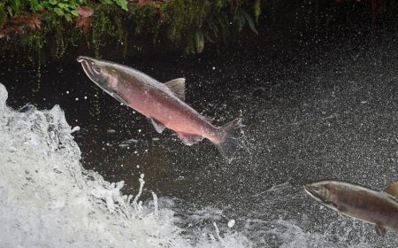 Salmon-Killing Chemical in Tires Under Review by US Regulators After Tribal Petition
