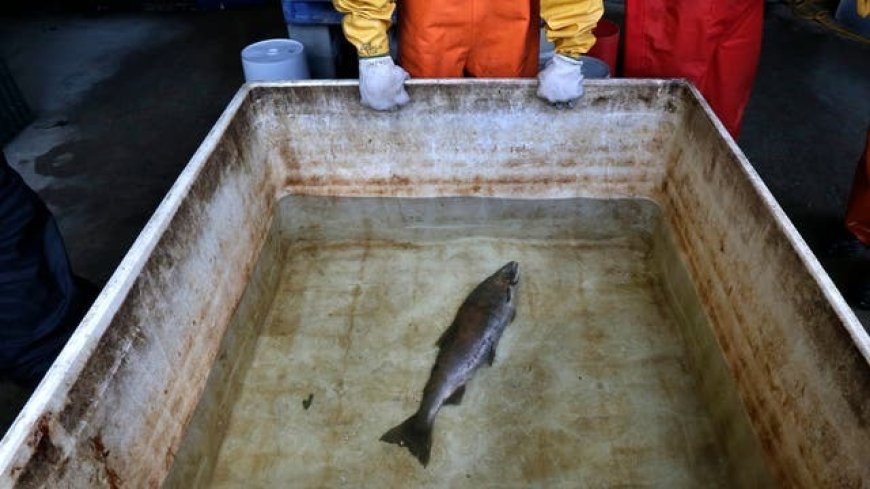 Salmon-Killing Chemical