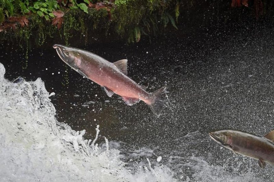 Salmon-Killing Chemical in Tires Under Review by US Regulators After Tribal Petition